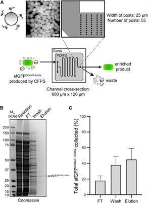 Glycosylation-on-a-Chip: A Flow-Based Microfluidic System for Cell-Free Glycoprotein Biosynthesis